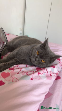 British Shorthair cats “Blue” British shorthair female - Advert 12
