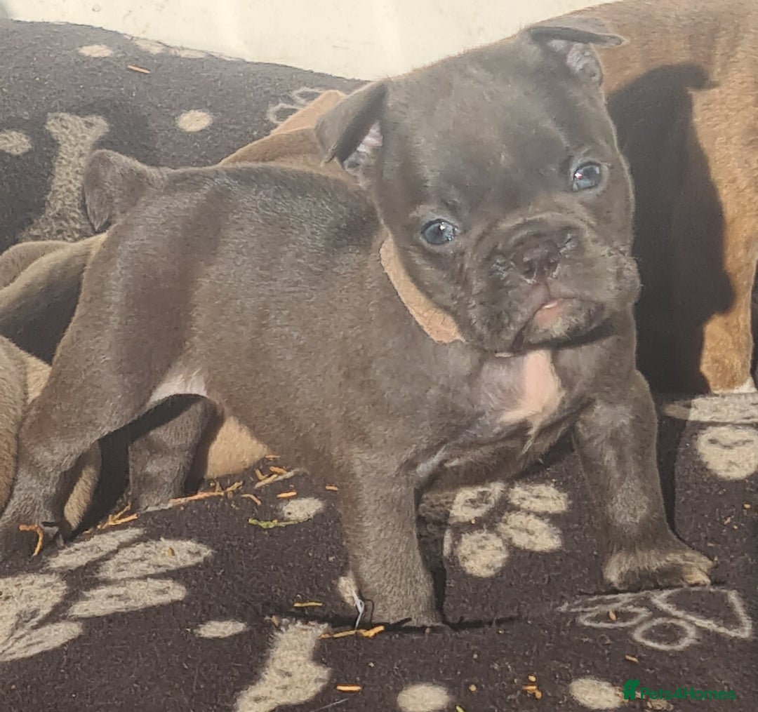 American Bully dogs for sale: Exotic American bully pups blood lines of bitcoin  - Image 9