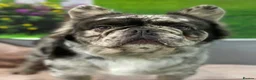 French Bulldog dogs for sale: Confident and Cute French Bulldog Puppies   - Advert 9