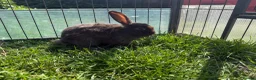 Mini Lop rabbits for sale: Litter of Mini Lop bunnies  - Advert 24