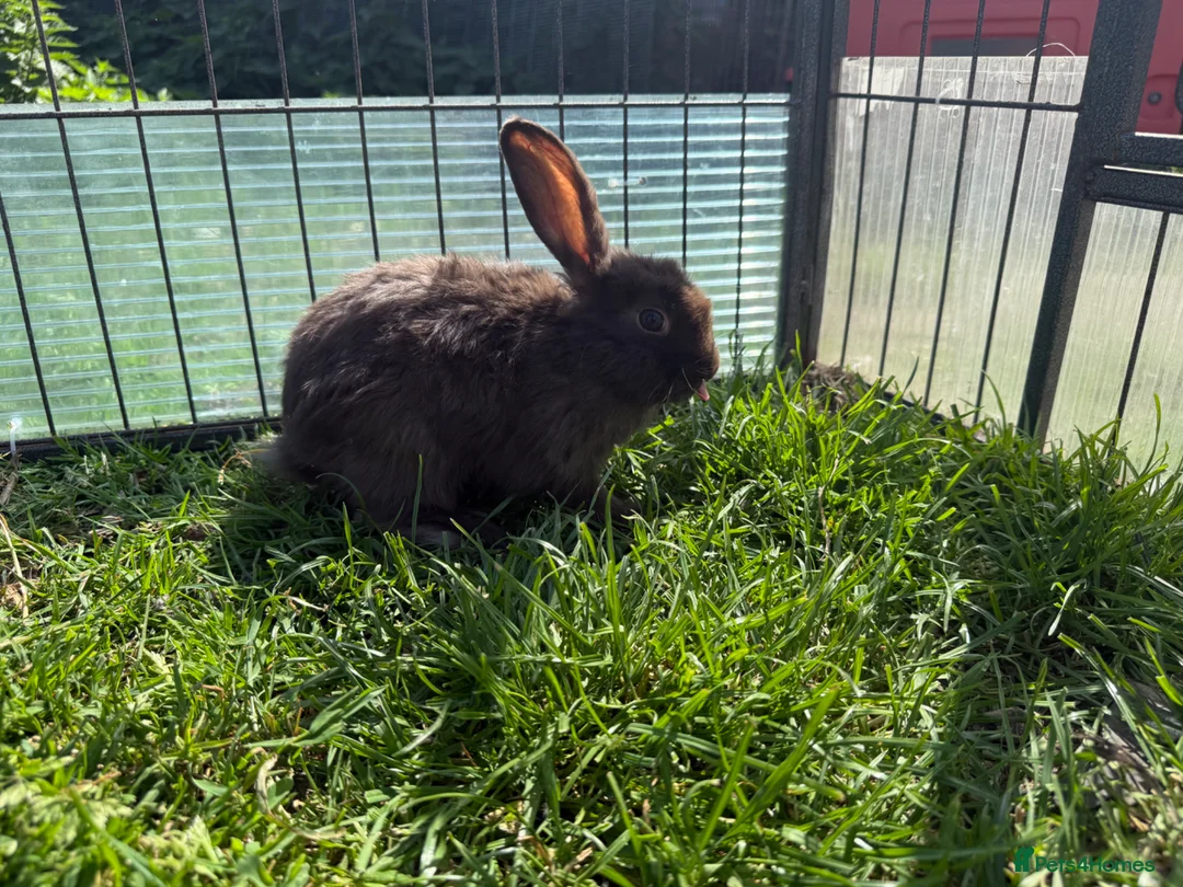 Mini Lop rabbits for sale: Litter of Mini Lop bunnies  - Advert 24