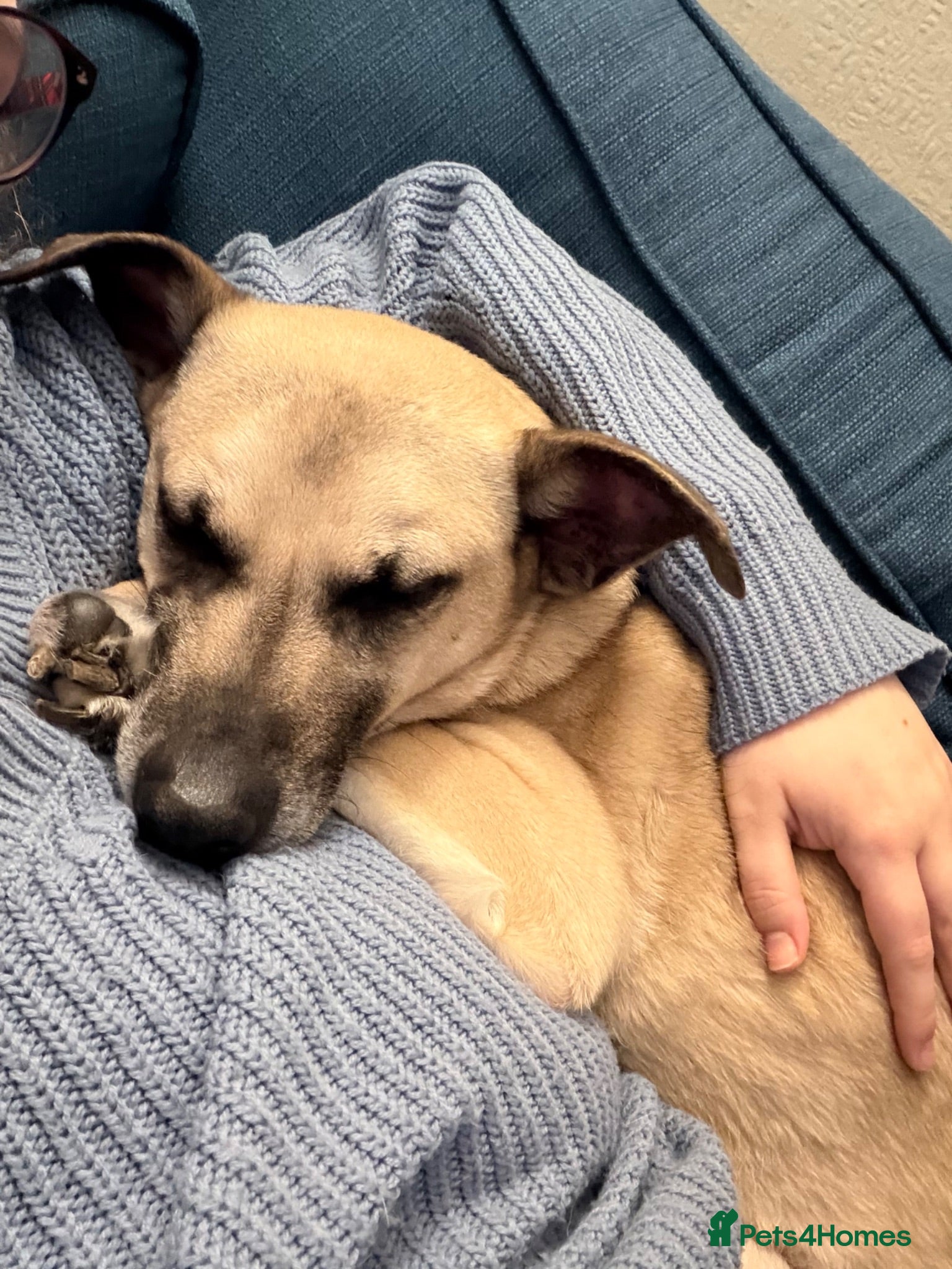 Mixed Breed dogs Our loving dog is looking for a new home - Advert 3