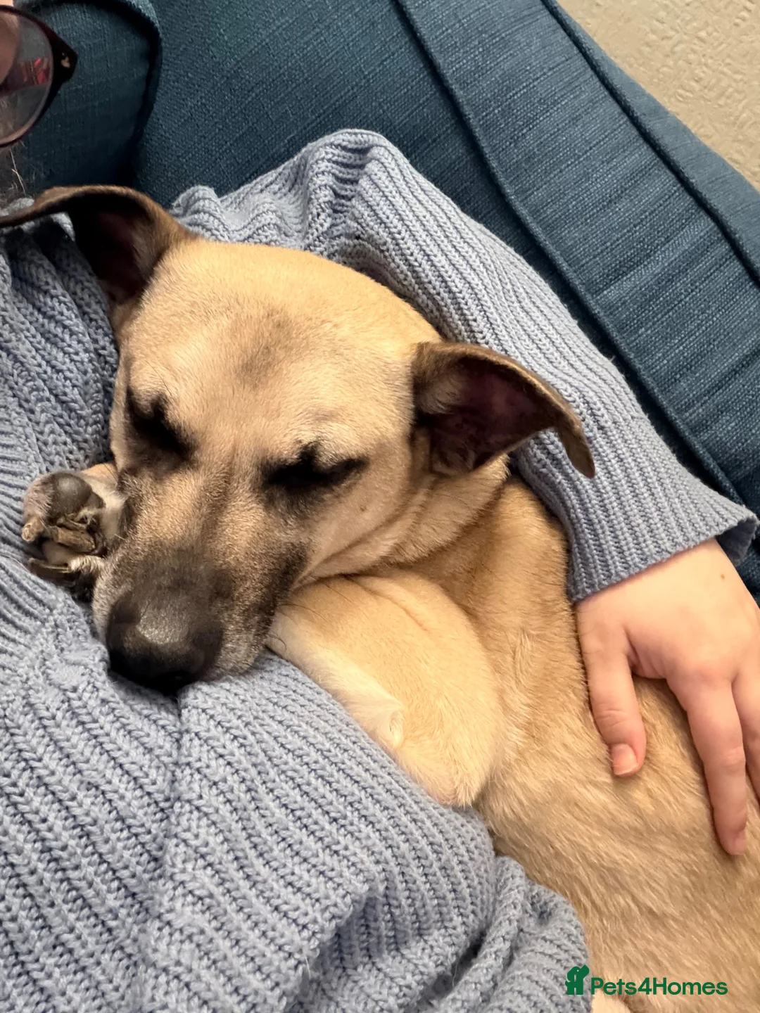 Mixed Breed dogs for sale: Our loving dog is looking for a new home - Advert 1