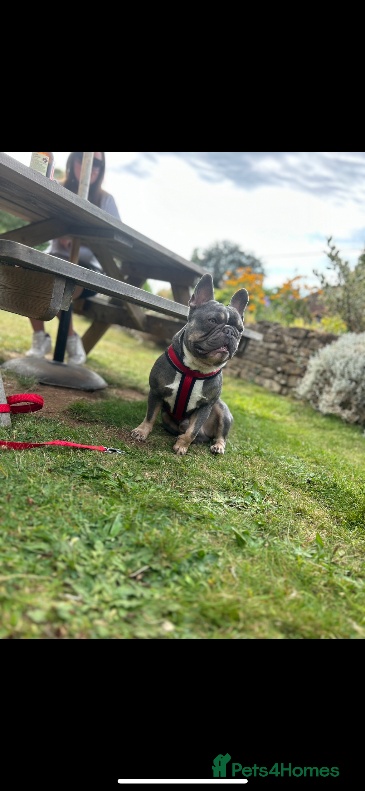 French Bulldog dogs Male French bulldog - Advert 1