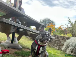 French Bulldog dogs Male French bulldog - Advert 1