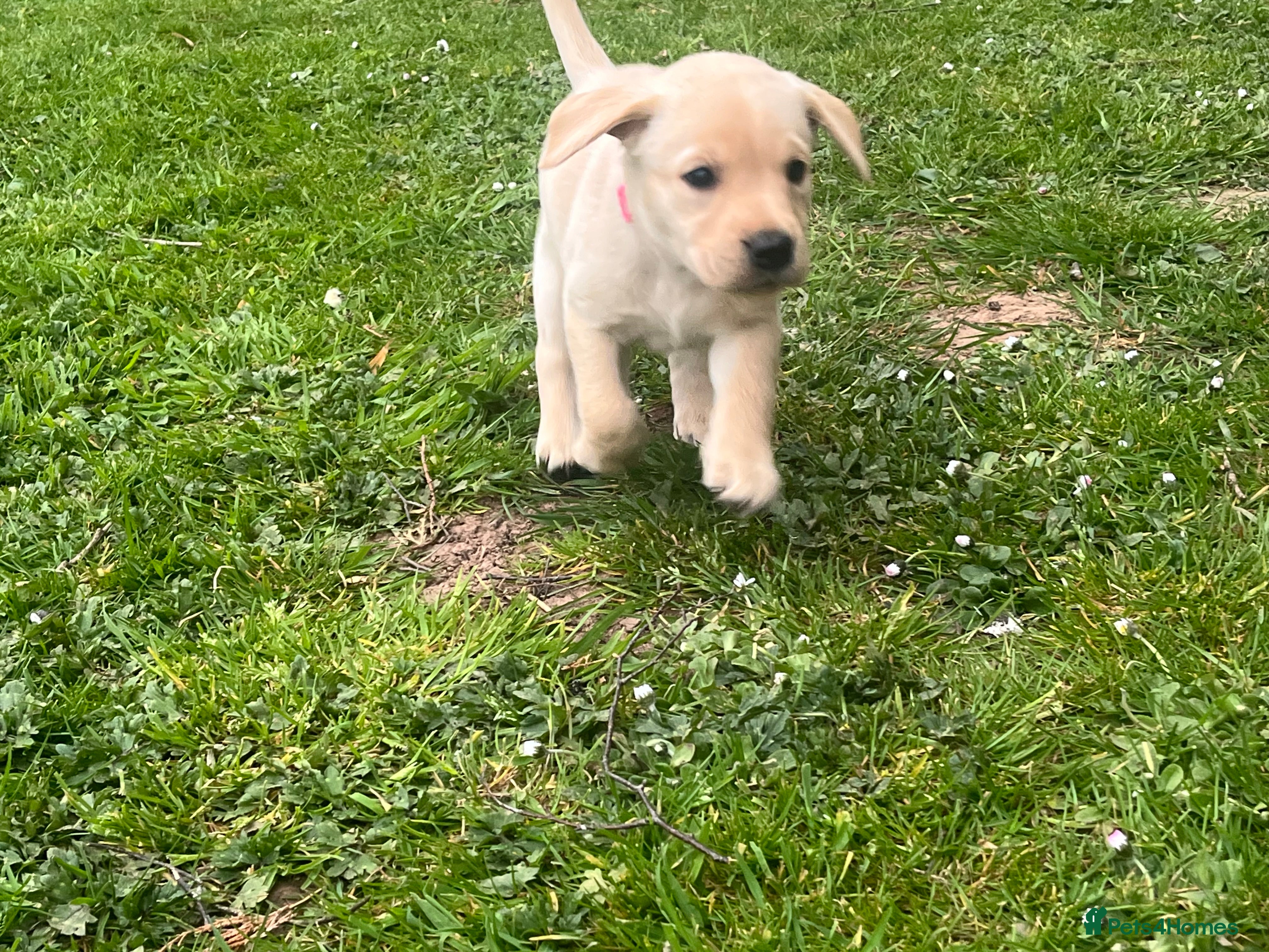 Labrador Retriever dogs for sale: Labrador Puppies out of FTCH - Advert 15