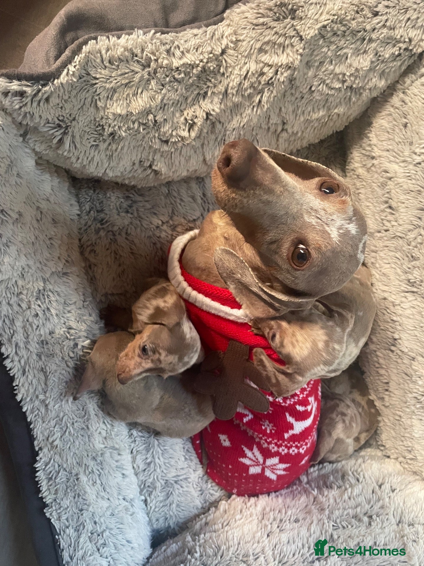 Miniature Dachshund dogs Miniature dachshund Isabella  - Advert 1