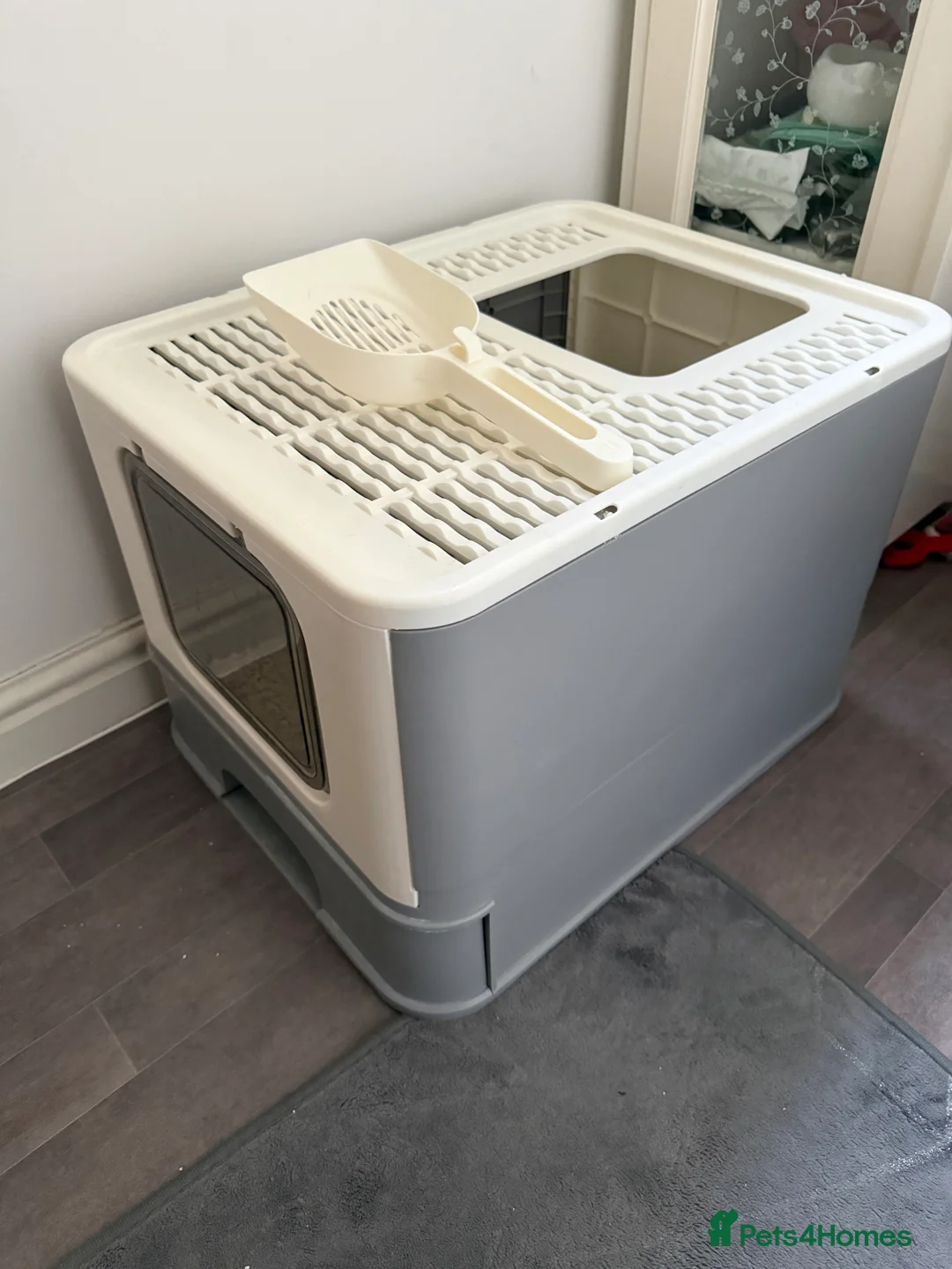 Brazilian Shorthair cats for sale: 2 BSH - Advert 4