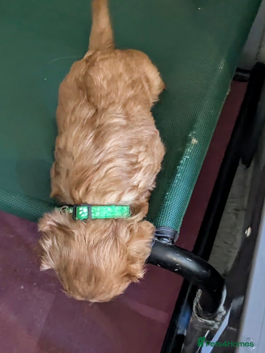 Cavalier King Charles Spaniel dogs for sale: Stunning Deep Ruby Cavalier king Charles puppies  - Image 28