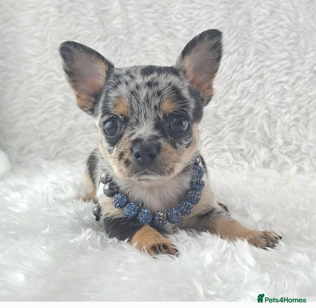 Chihuahua dogs Tiny Chihuahua Puppies  - Advert 1
