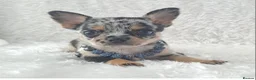 Chihuahua dogs for sale: Tiny Chihuahua Puppies  - Advert 1