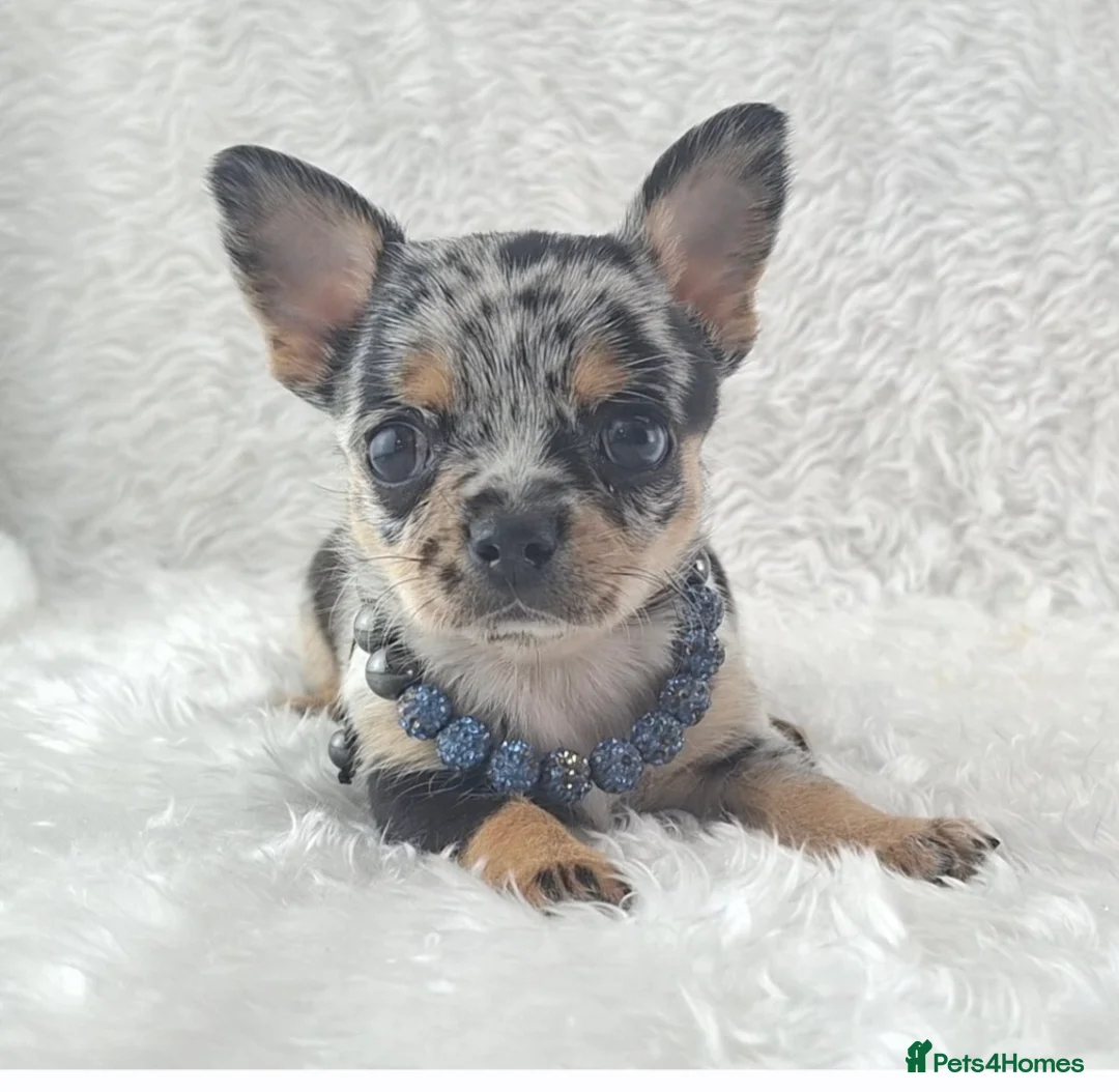Chihuahua dogs for sale: Tiny Chihuahua Puppies  - Advert 1