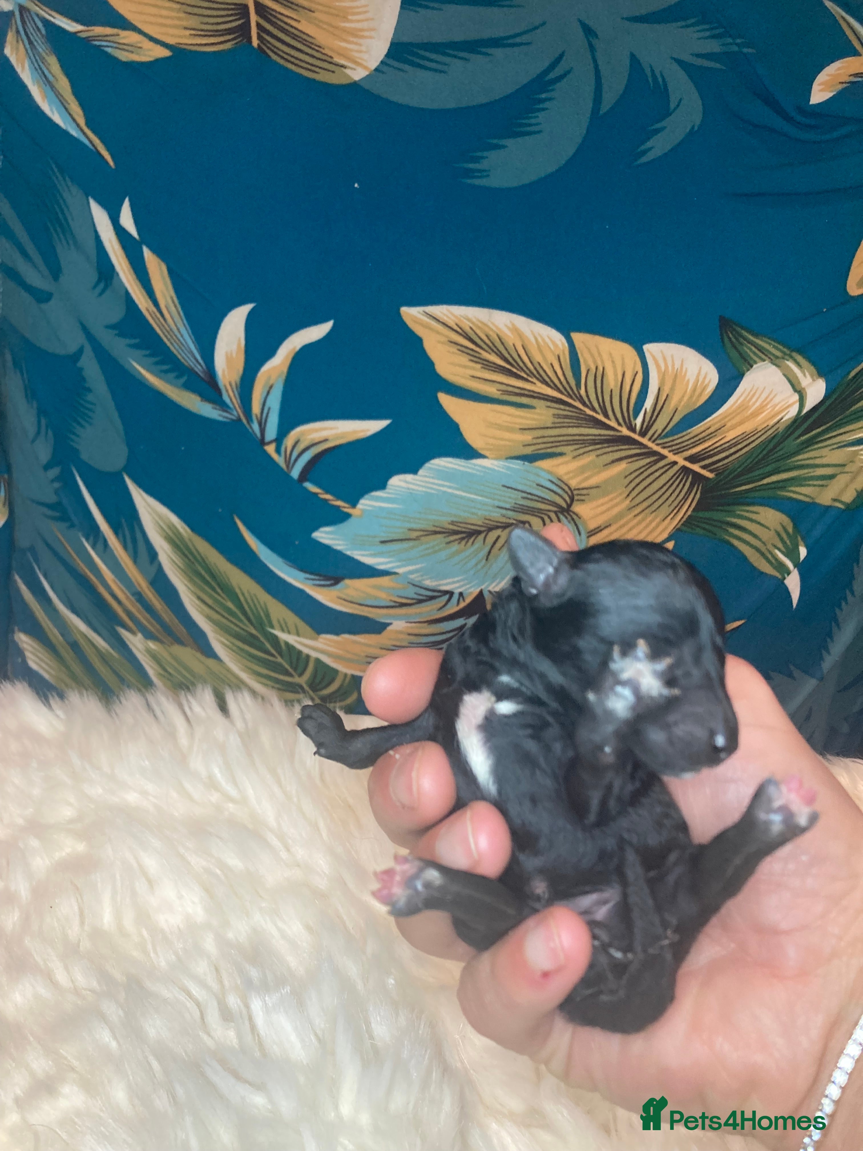 Toy Poodle dogs Beautiful toy poodle girl  - Advert 2