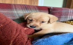 Labrador Retriever dogs for sale: Affectionate and adorable Labrador Puppies - Image 12