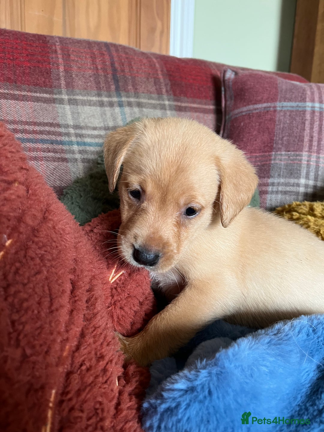 Labrador Retriever dogs for sale: Affectionate and adorable Labrador Puppies - Image 12