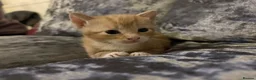 Mixed Breed cats for sale: Beautiful playfull kittens  in Nottingham - Advert 20