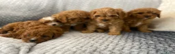 Cavapoo dogs for sale: Beautiful five Cavapoos - Advert 2