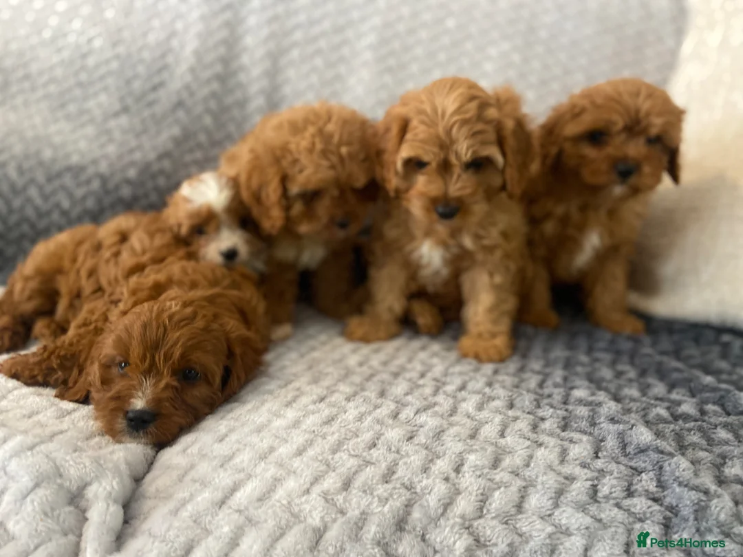 Cavapoo dogs for sale: Beautiful five Cavapoos - Advert 2
