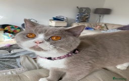 British Shorthair cats for sale: Gorgeous British shorthairs - Image 24