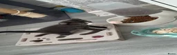 Mixed Breed cats for sale: Stunning Mixed Coloured Kittens!  - Advert 33