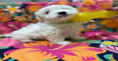 Maltese dogs - Advert 8