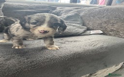 Cocker Spaniel dogs for sale: Cocker spaniel pups - Image 1