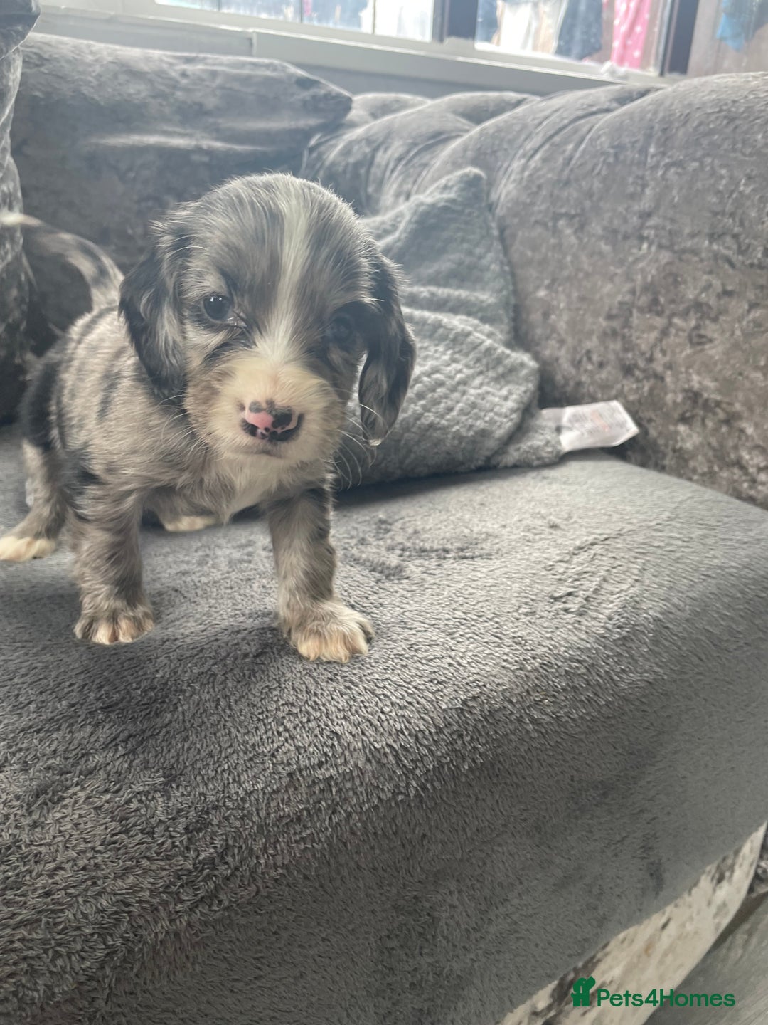 Cocker Spaniel dogs for sale: Cocker spaniel pups - Image 1