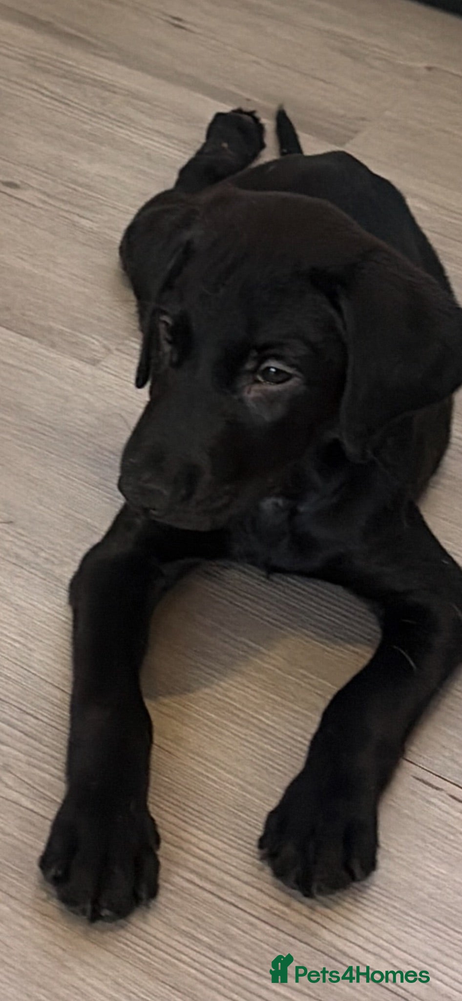 Labrador Retriever dogs 1 Labrador puppy ready now - Advert 11