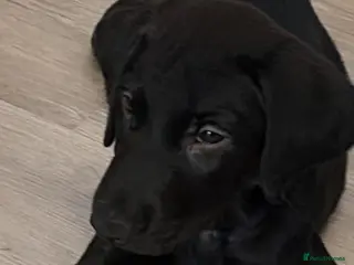 Labrador Retriever dogs 1 Labrador puppy ready now - Advert 11