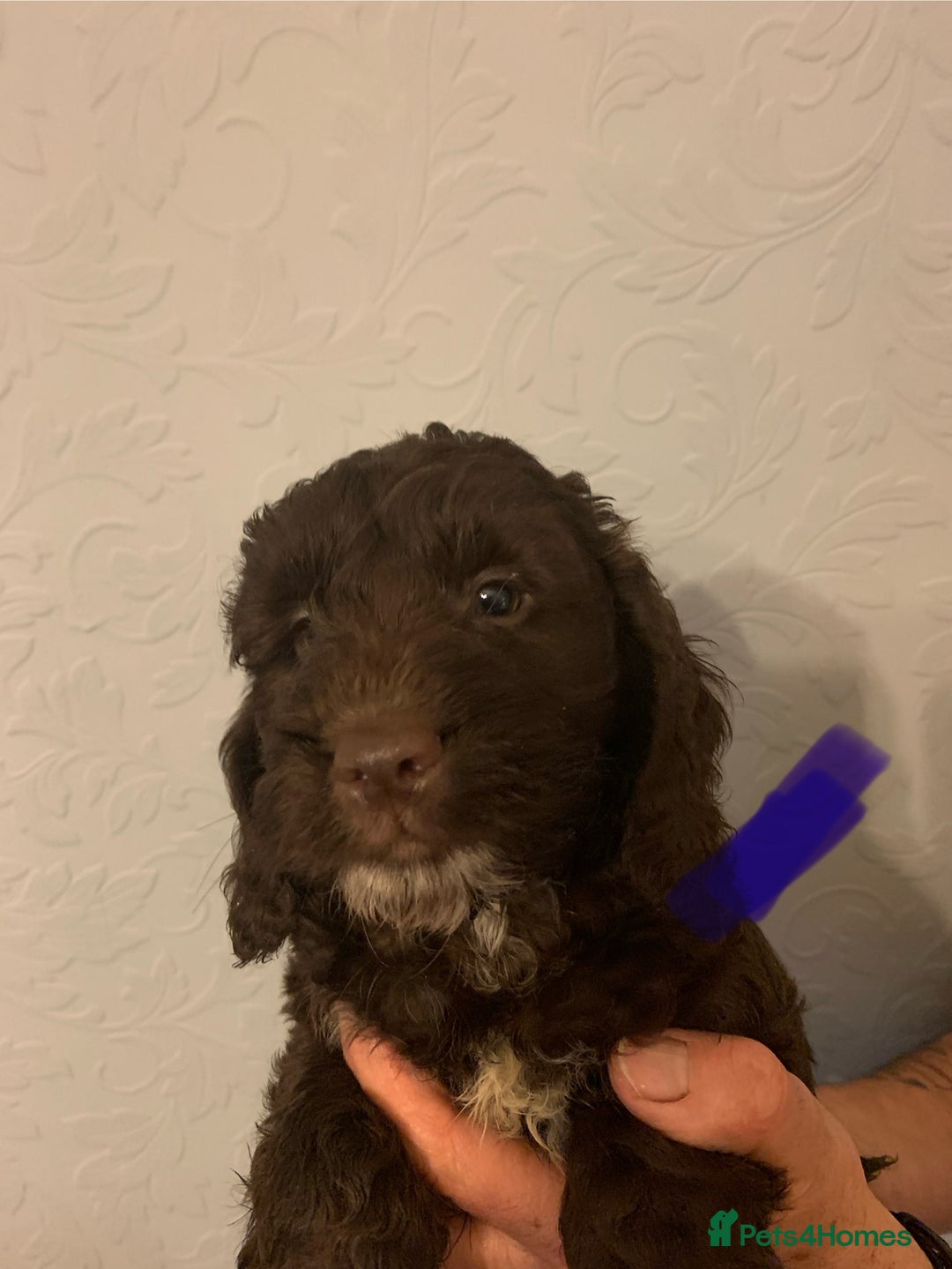 Cockapoo dogs for sale: FABULOUS LITTER OF COCKAPOO PUPPY’S - Advert 8