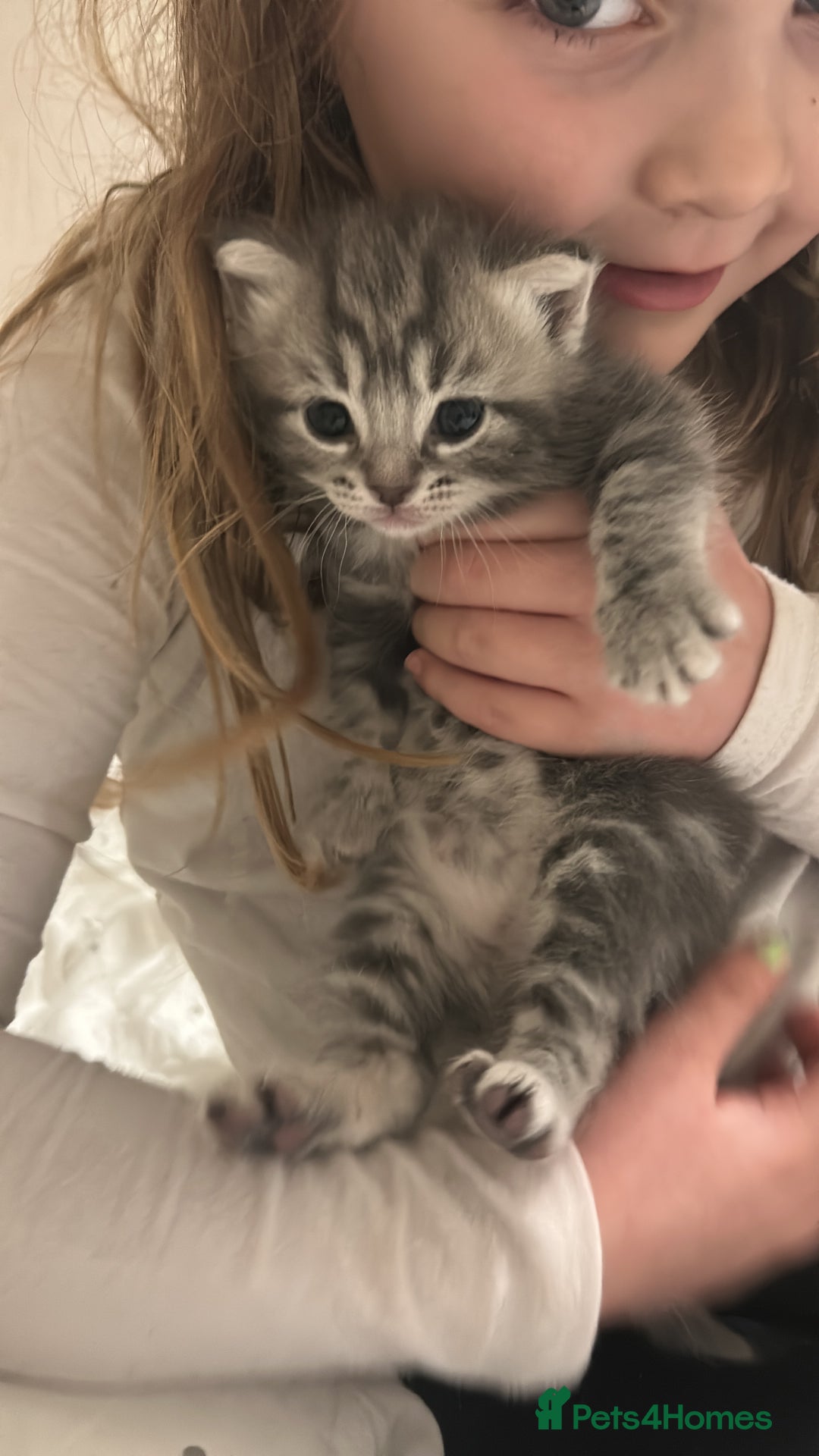 Mixed Breed cats for sale: Kittens :)  - Advert 7