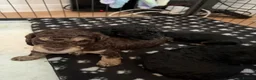Toy Poodle dogs for sale: Kc toy poodle puppies - Advert 19