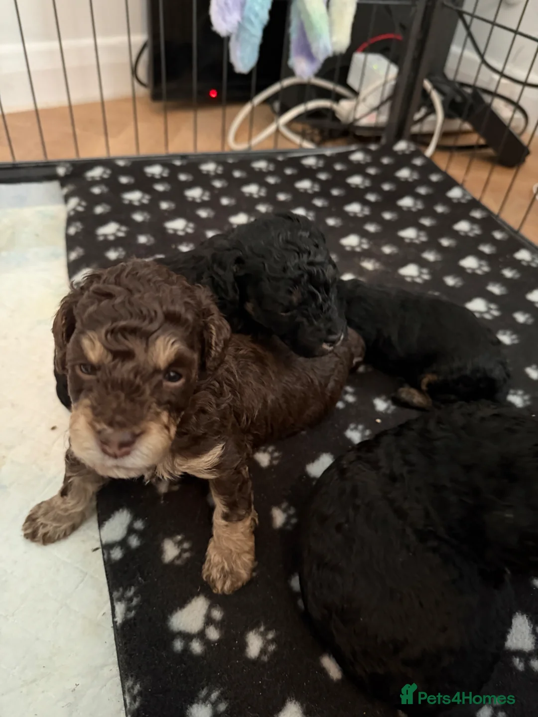 Toy Poodle dogs for sale: Kc toy poodle puppies - Advert 19