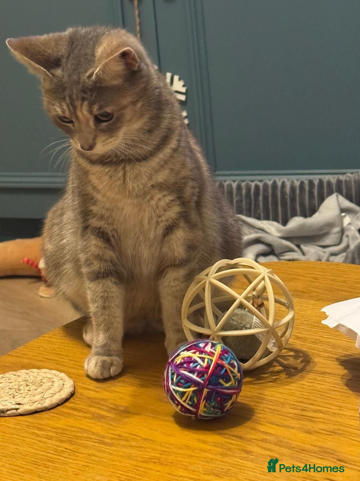 Mixed Breed cats Gorgeous little girl Tabby/Ginger - Advert 1