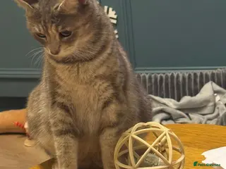 Mixed Breed cats Gorgeous little girl Tabby/Ginger - Advert 1