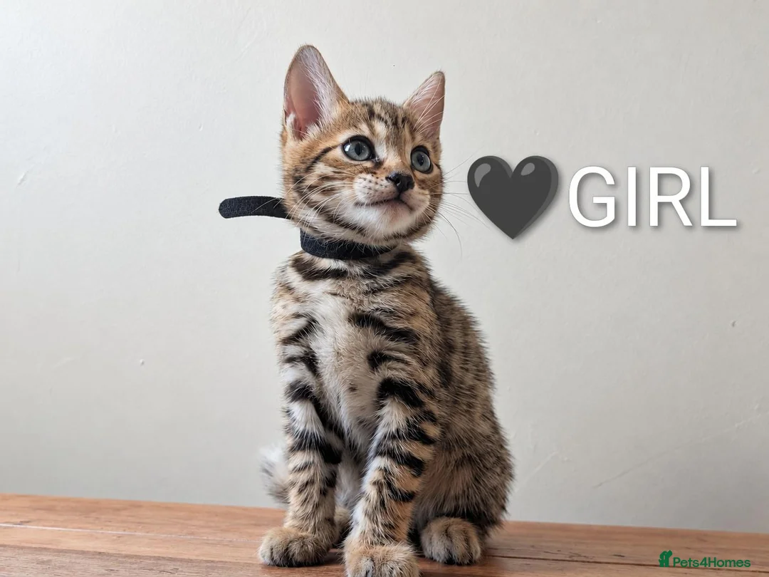 Bengal cats for sale: TICA Registered Bengal Kittens|Health Tested ❤️ - Advert 1