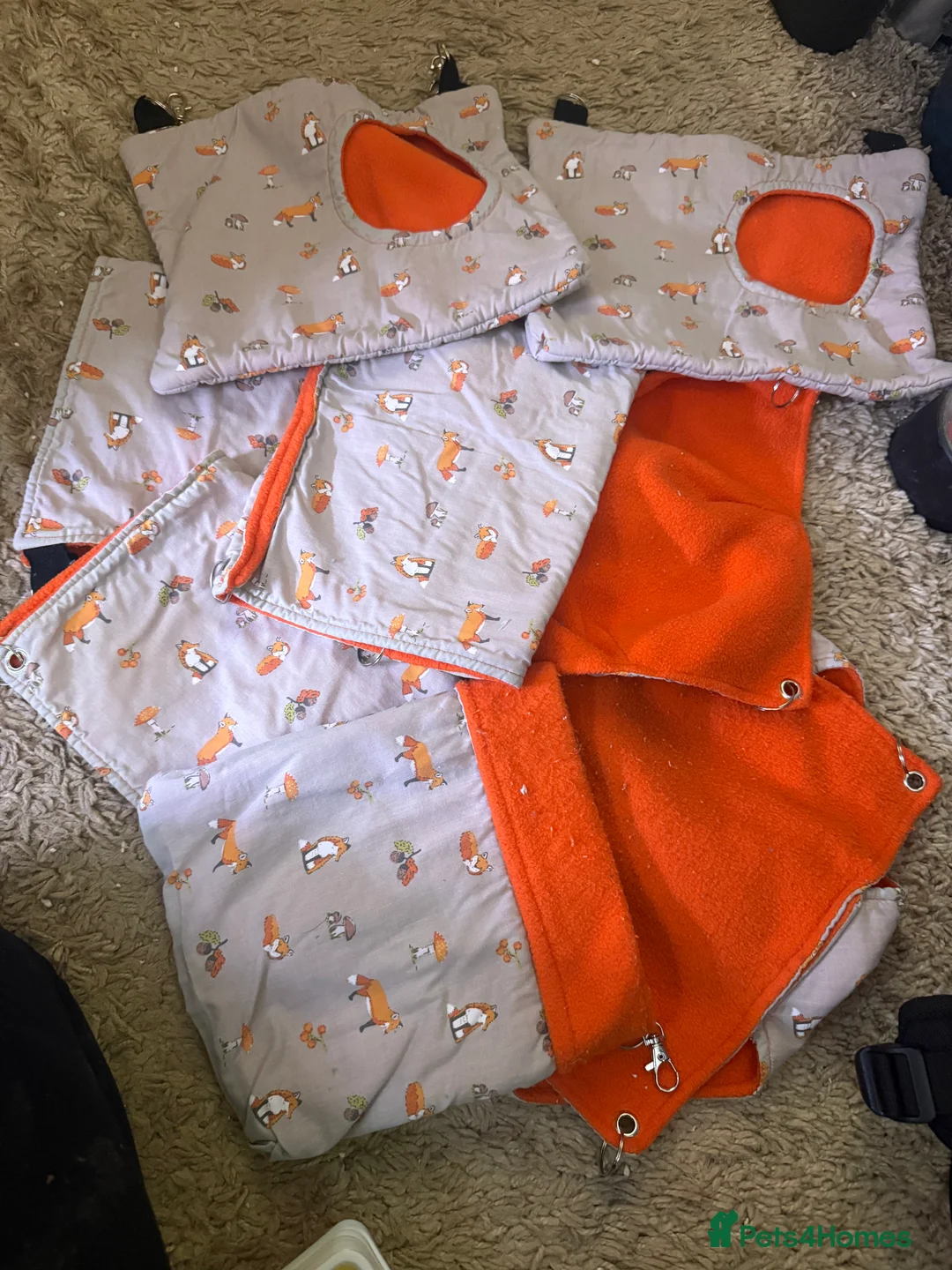 Sugar Glider rodents for sale: 3 female sugar gliders and set up - Advert 27