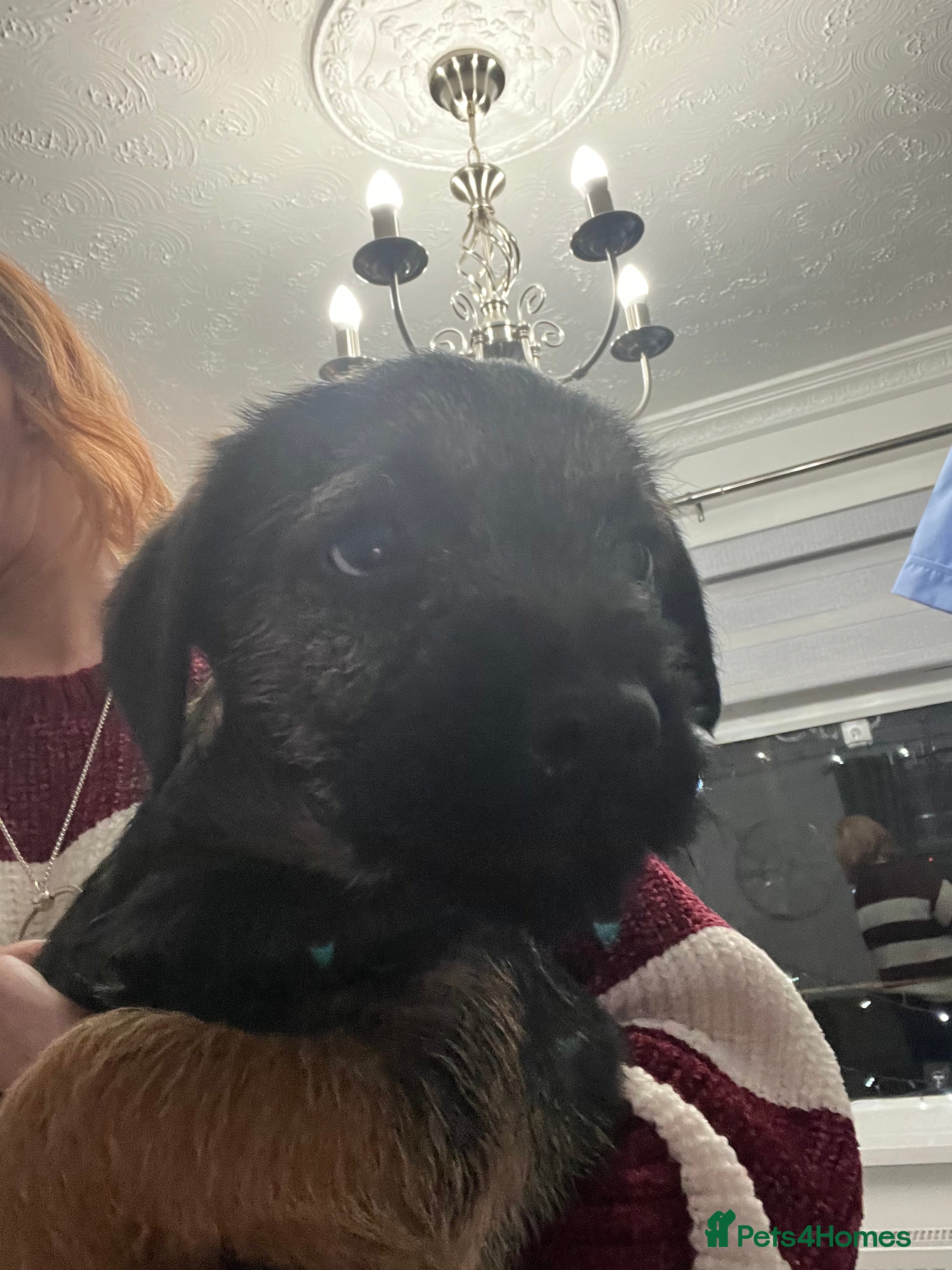 Border Terrier dogs 🐾1 boy Border Terrier Pup! 🐾 - Advert 3