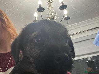 Border Terrier dogs 🐾1 boy Border Terrier Pup! 🐾 - Advert 3