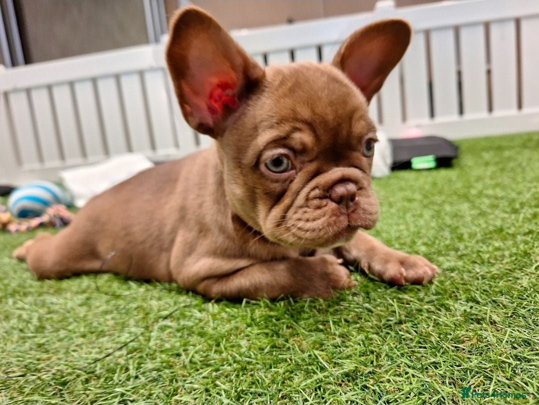 French Bulldog dogs Beautiful Rare Fluffy French Bulldogs  - Advert 4