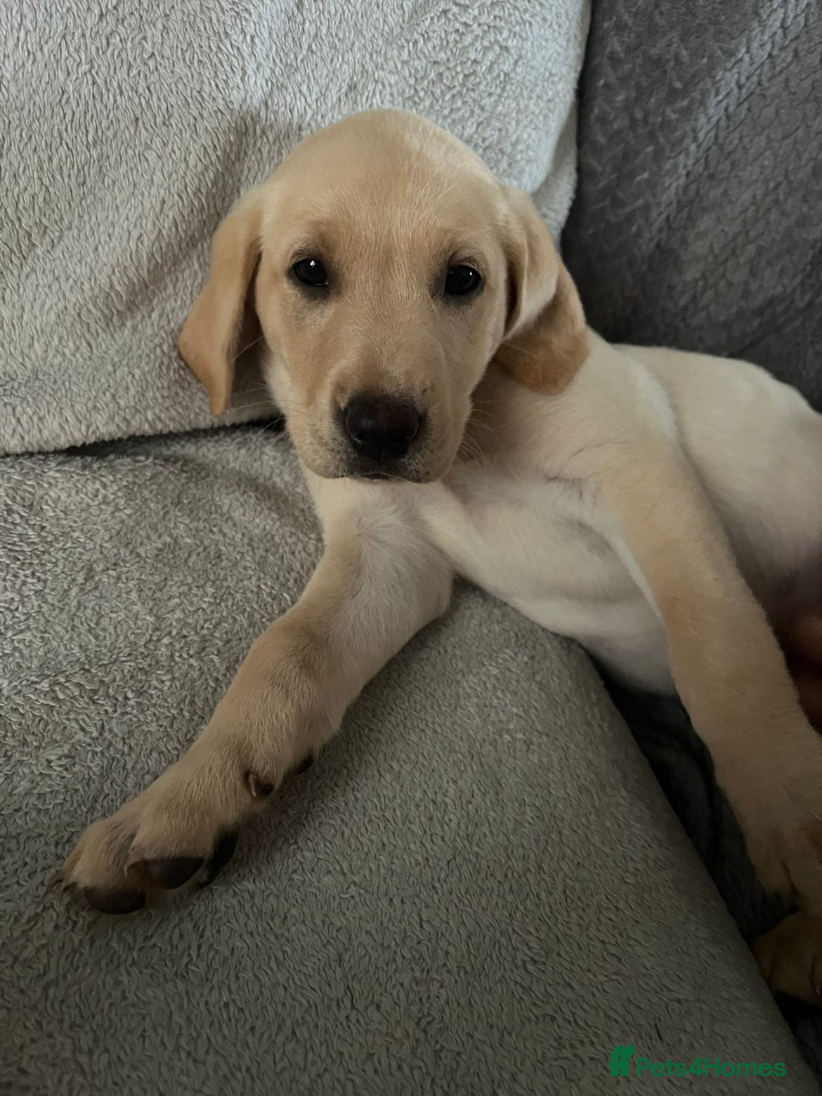 Labrador Retriever dogs KC Registered Labrador Puppies – Working Lines - Advert 2