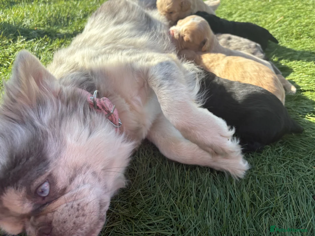 Mixed Breed dogs for sale: REDUCED LAST MALE FLUFFY FRENCHIE CROSS - Advert 12