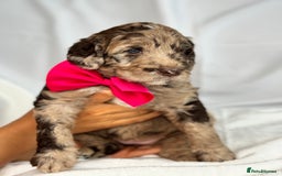 Australian Labradoodle dogs for sale: *waiting list* Australian labradoodles - Image 36