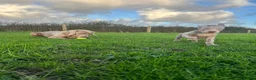 Weimaraner dogs for sale: Weimaraner Puppies READY NOW one left ! - Advert 4