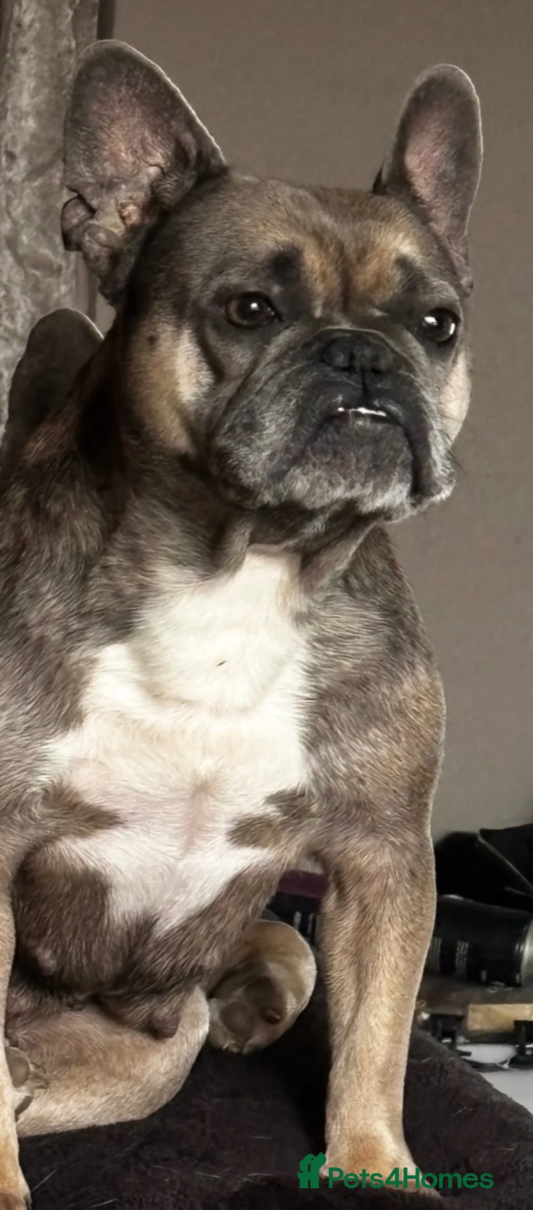 French Bulldog dogs for sale: Rehome- French bulldogs mum and daughter  - Advert 1