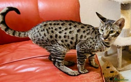 Savannah cats for sale: F7 brown & charcoal spotted savannah kittens - Image 5