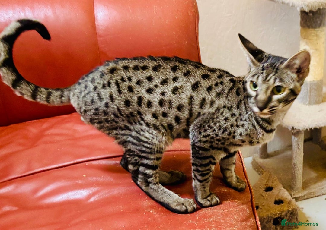 Savannah cats for sale: F7 brown & charcoal spotted savannah kittens - Image 5