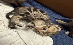 British Shorthair cats for sale: Pure tabby kittens - Image 2
