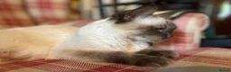 Ragdoll cats for sale: 6 ragdoll cross kittens  - Advert 1