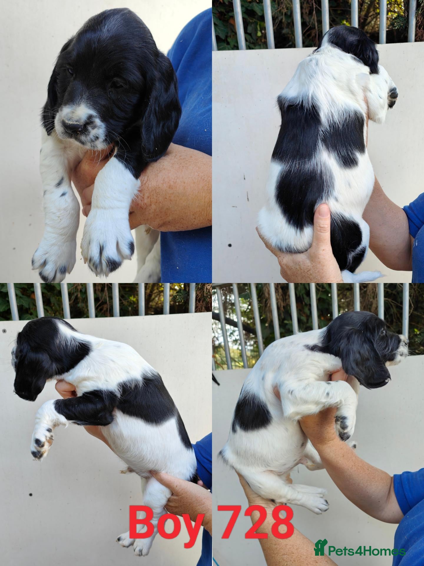 Sprocker dogs Beautiful Sprocker Puppies - Advert 2